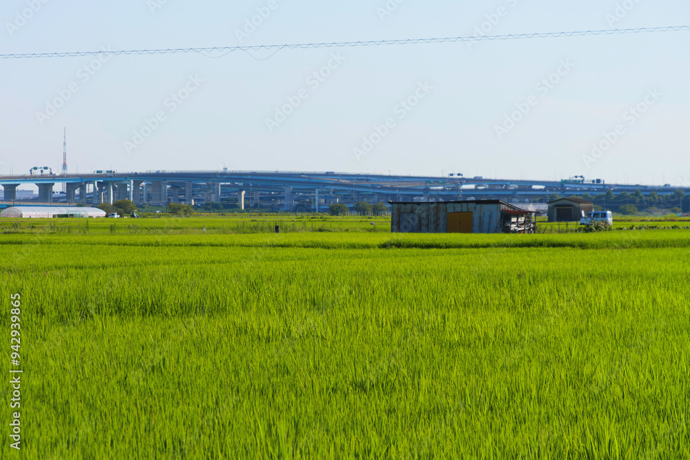 Midsummer, Japanese rural landscape, rice fields, grasslands, agriculture Midsummer, Japanese rural landscape, rice fields, grasslands, agriculture