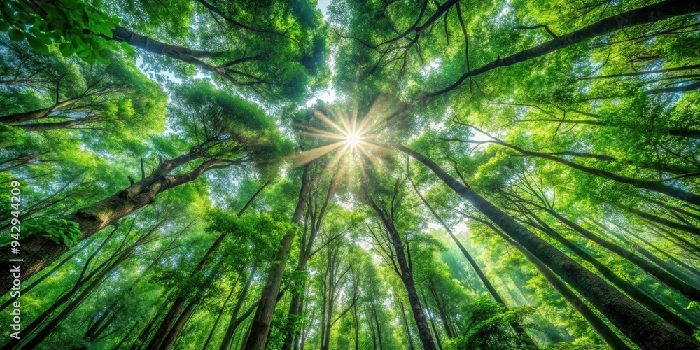 Occasional clearings or gaps in the dense canopy of a forest, revealing the sunlit forest floor, forest, canopy, gaps Occasional clearings or gaps in the dense canopy of a forest, revealing the sunlit forest floor, forest, canopy, gaps