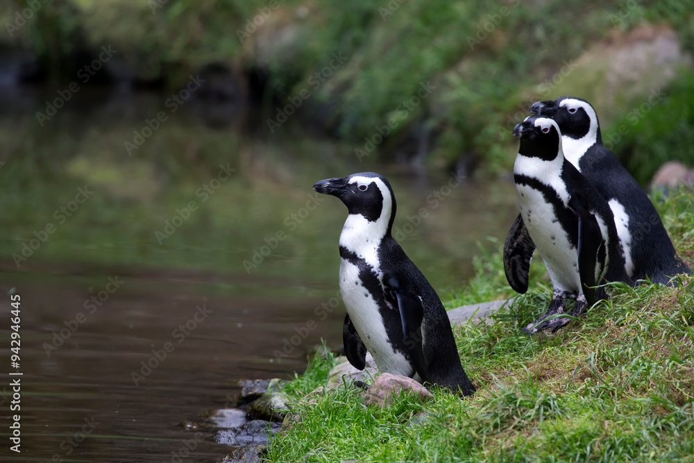 Fototapeta premium Penguins near the water