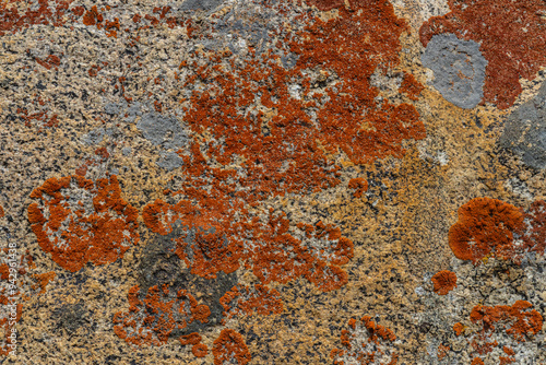 Fossil formed on rocks at a high-altitude mountain pass called Warila at Ladakh, India. photo