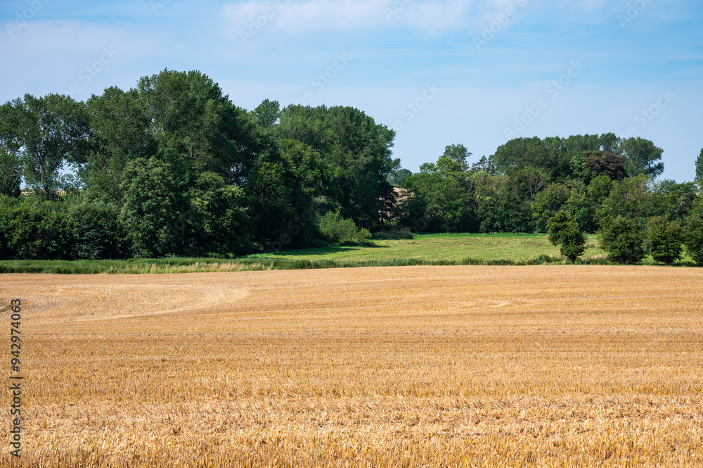 Golden wheat fields against blue sky at seaside around Neukirchen, Germany Golden wheat fields against blue sky at seaside around Neukirchen, Germany