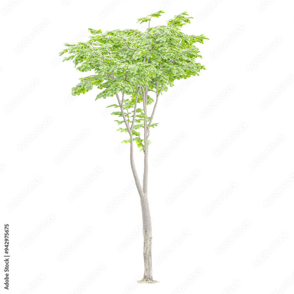 Fototapeta premium collection of Moringa with realistic style