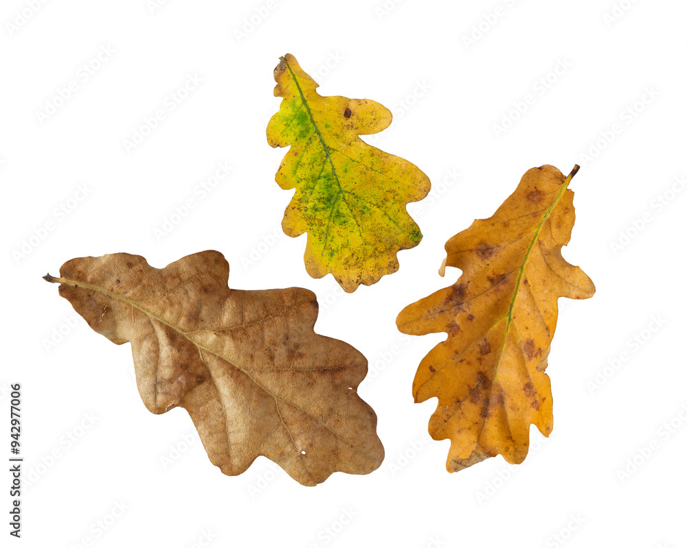 Fototapeta premium Three oak leaves in different colors.