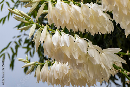 Wallpaper Mural A cascade of white flowers of Yucca Torontodigital.ca