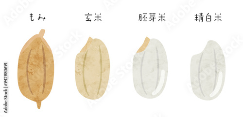 米の種類のベクターイラスト もみ 玄米 胚芽米 精白米