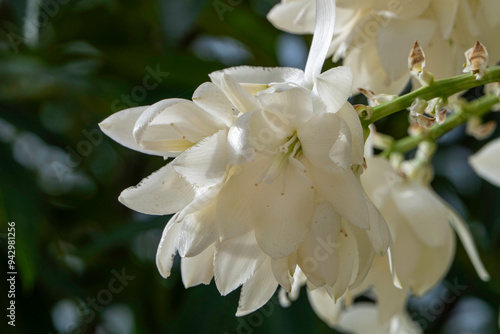 A cascade of white flowers of Yucca