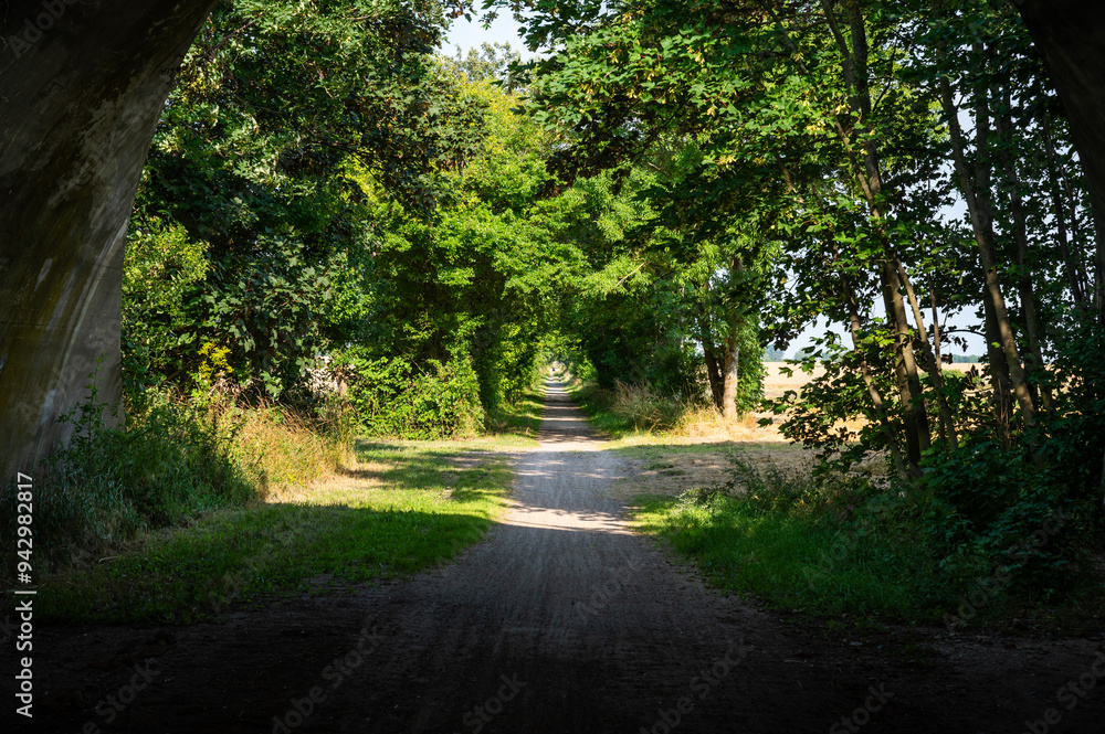 Naklejka premium Asphalt cycling path through the green fields at the Danish countryside Rodby, Lolland, Denmark