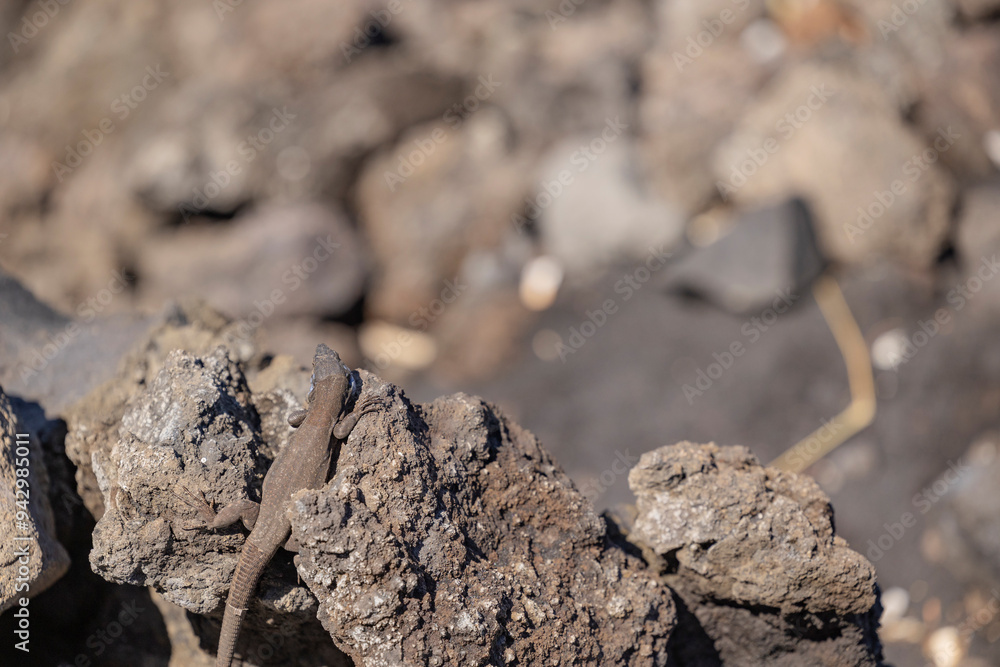 Blight Lizard basking on rocky terrain in natural habitat Blight Lizard basking on rocky terrain in natural habitat