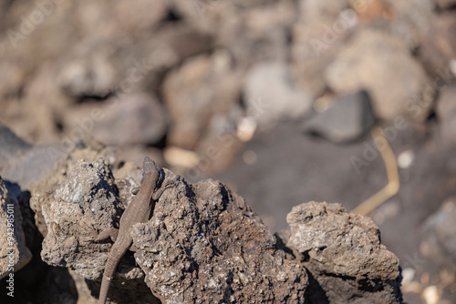 Wallpaper Mural Blight Lizard basking on rocky terrain in natural habitat Torontodigital.ca