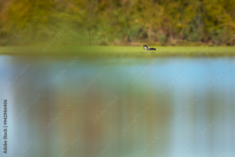 Pied-billed grebe swimming in a serene marshland