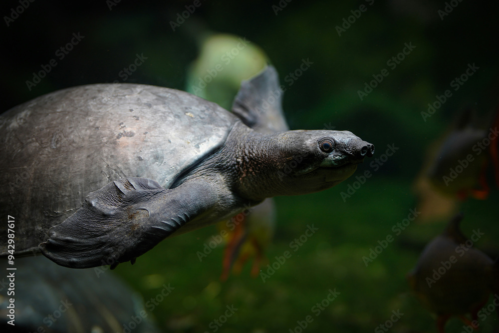 Fototapeta premium turtle swimming in a pond