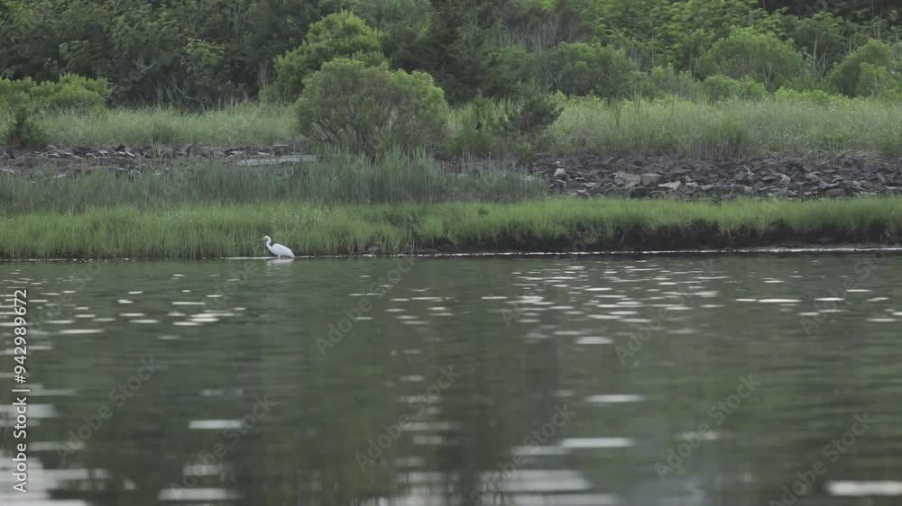 Great Egret in the Hamptons, NY - 2 Great Egret in the Hamptons, NY - 2