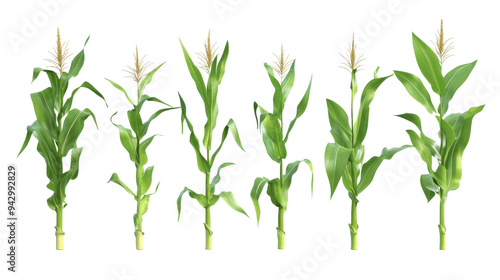 Collection corn plan isolated on transparent background for garden design.