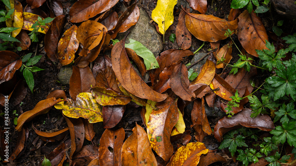 Autumn leaves scattered across a forest floor Autumn leaves scattered across a forest floor