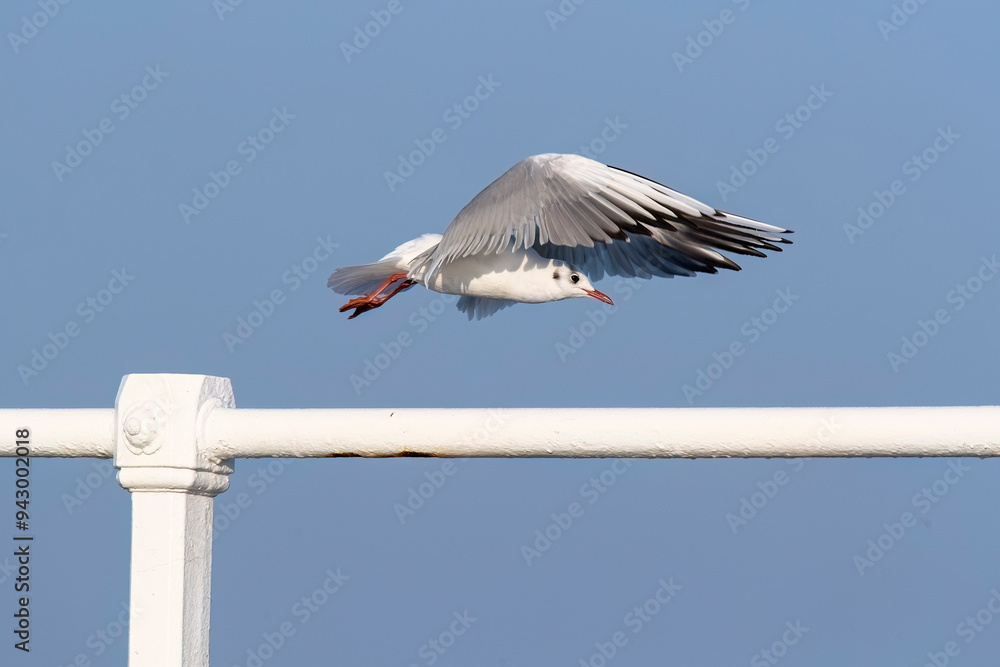 Black-headed Gull soaring over white railing Black-headed Gull soaring over white railing