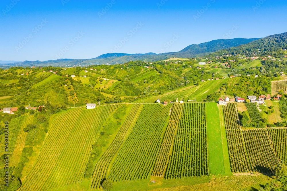 Panoramic view of vineyards in Plesivica region in Croatia