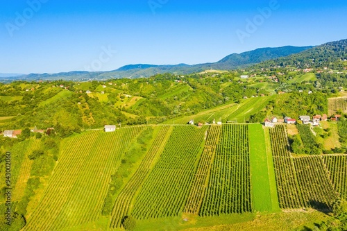 Obraz na płótnie Panoramic view of vineyards in Plesivica region in Croatia w salonie