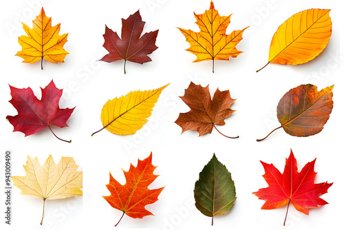 Collection of multicolored fallen autumn leaves isolated on white background