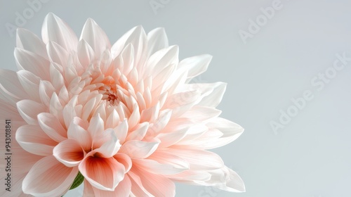 Delicate pink dahlia flower with soft petals, radiating tranquility and beauty. 