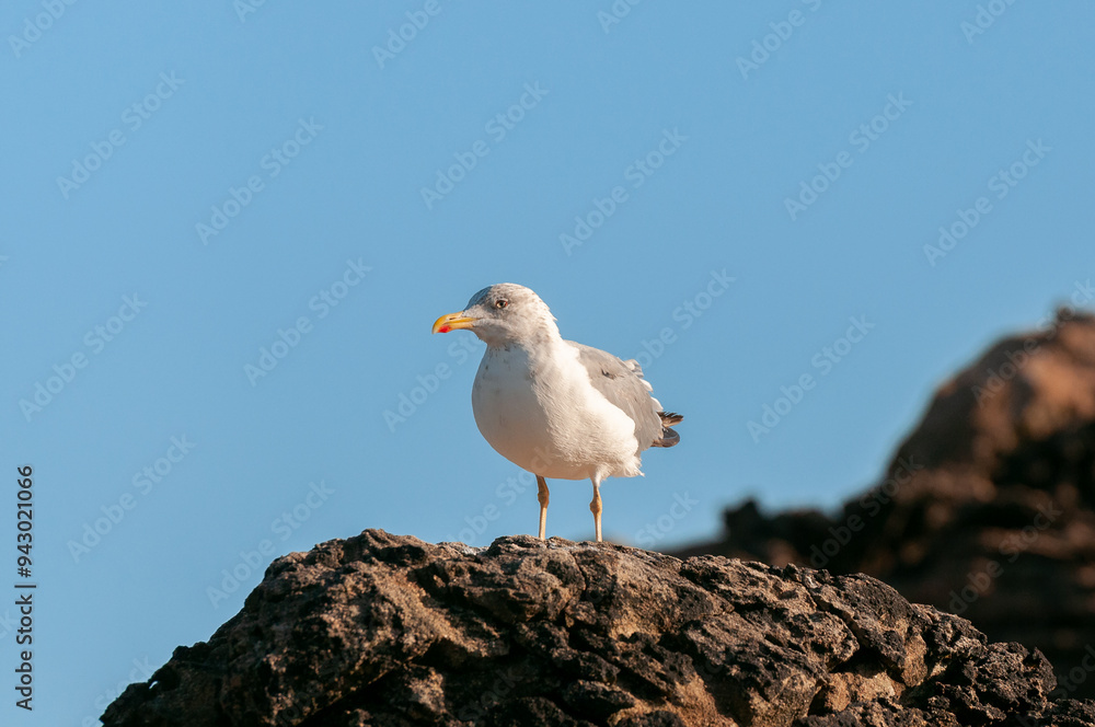 Seagull standing on a rocky coast under a clear blue sky Seagull standing on a rocky coast under a clear blue sky