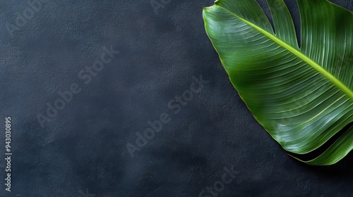 Green tropical leaf on dark textured background