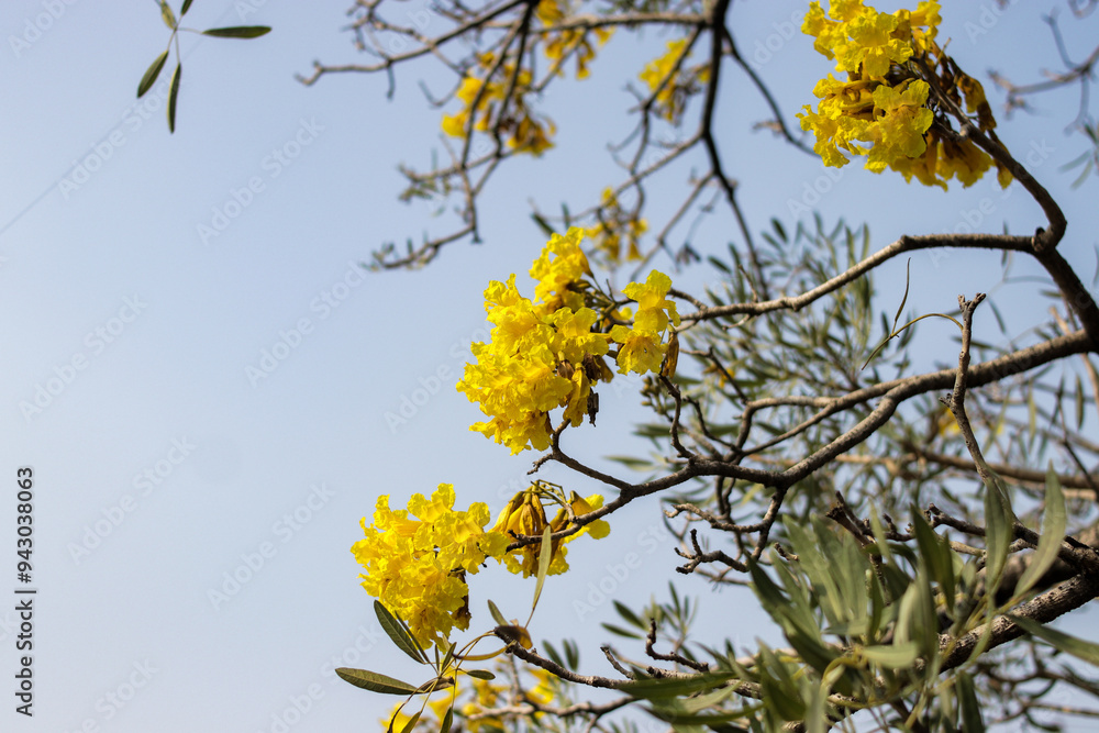 Yellow Tabebuia aurea flowers, also known as Golden Trumpet Tree blossoms, blooming on a tree branch against a blue sky Yellow Tabebuia aurea flowers, also known as Golden Trumpet Tree blossoms, blooming on a tree branch against a blue sky