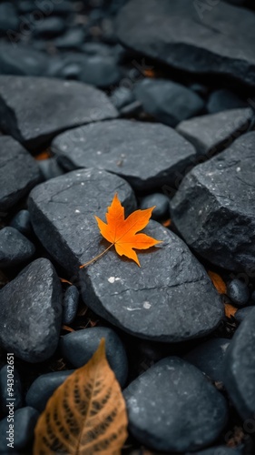 Single Bright Orange Autumn Leaf Surrounded by Dark Gray Rocks. Maple Tree Leaf in Fall on a Stone Background. Orange Maple Leaf. A Beautiful Color in Autumn.