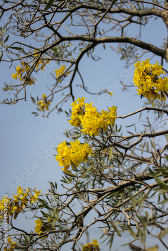 Yellow Tabebuia aurea flowers, also known as Golden Trumpet Tree blossoms, blooming on a tree branch against a blue sky photo