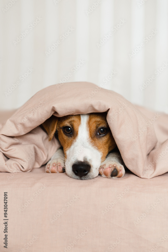Cute Jack Russell Terrier dog lying on a bed, covered by a soft beige blanket. Funny puppy with brown and white fur, is peeking out from under the blanket, resting on the bed Cute Jack Russell Terrier dog lying on a bed, covered by a soft beige blanket. Funny puppy with brown and white fur, is peeking out from under the blanket, resting on the bed