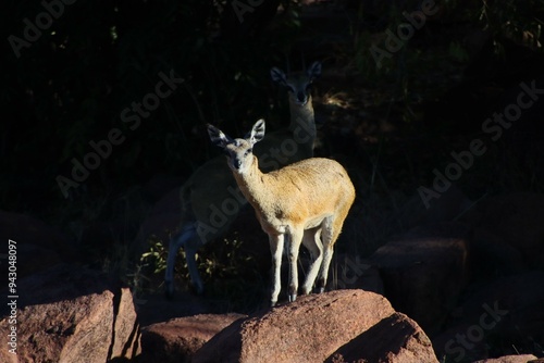 A Pair of Klipspringers on the Rocks, Welgevonden Game Reserve, Limpopo, South Africa photo