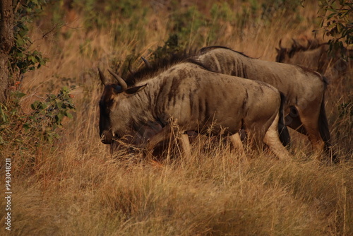 A Herd of Wildebeest Grazing at Sunset at Welgevonden Game Reserve, Limpopo, South Africa