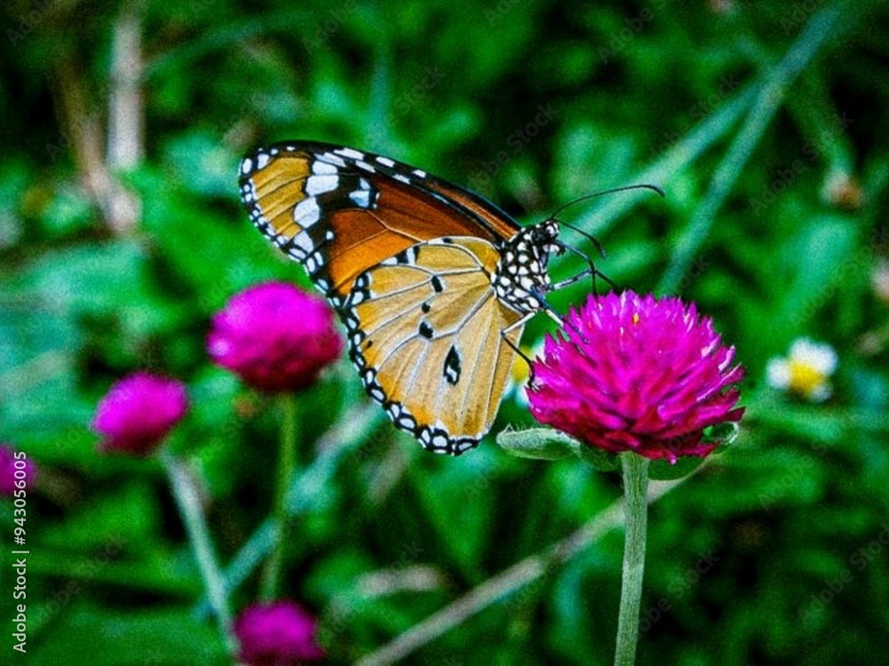 monarch butterfly on flower monarch butterfly on flower