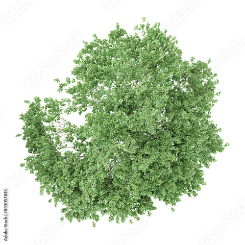 Photography 3d rendering of Birch tree from the topview
