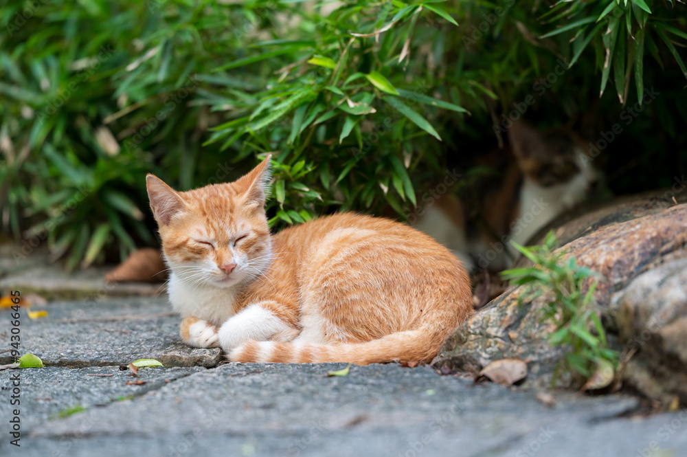 Outdoors, the kitten sleeps on the ground Outdoors, the kitten sleeps on the ground