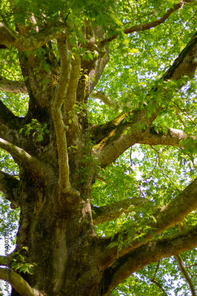 Fototapeta premium Giant tree in Southern Cultures Park, Adler (Sochi).