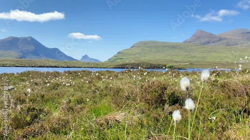 Cottongrass waving in gentle breeze lake shore green mountain peaks photo