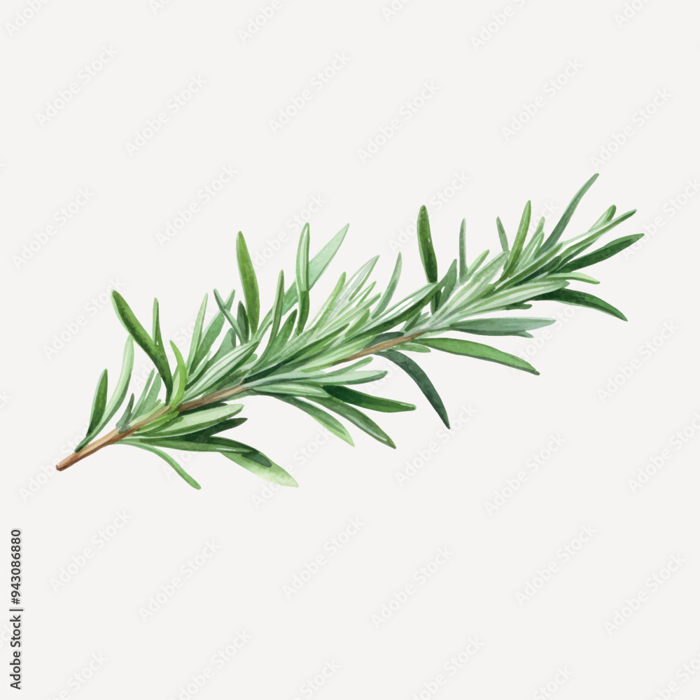 Fototapeta premium Fresh rosemary herb illustration