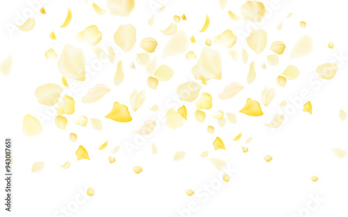 Yellow falling rose or sunflowers petals.Transparent panoramic horizontal background.Amber flower spring template.