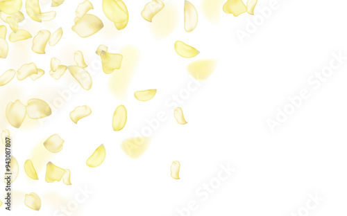 Yellow falling rose or sunflowers petals.Transparent panoramic horizontal background.Amber flower spring template.