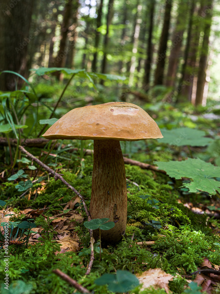 Close-up of a mushroom growing in the middle of the mountain forest Close-up of a mushroom growing in the middle of the mountain forest