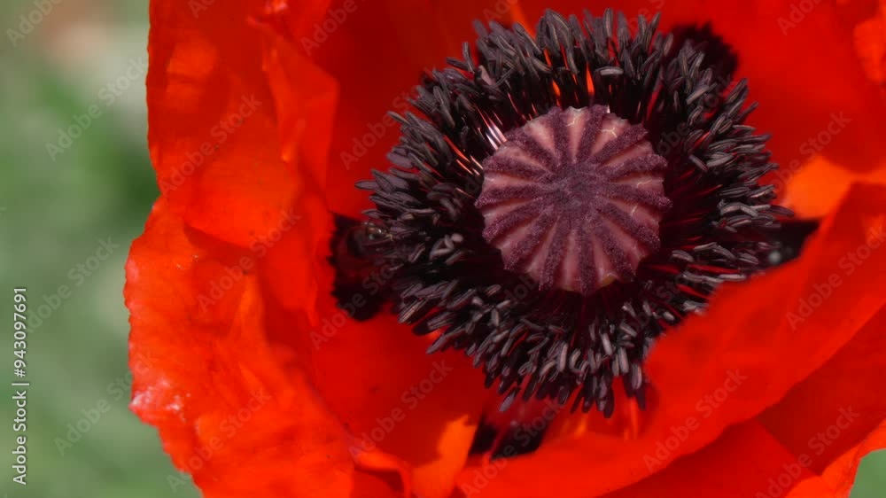 Close-up of a Poppy Flower with Detailed Center Close-up of a Poppy Flower with Detailed Center