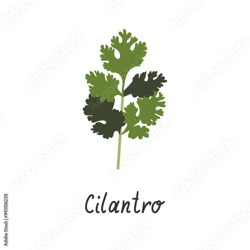 Cilantro isolated on white background. Vector illustration of fragrant green herbs in cartoon simple flat style. Coriander icon.