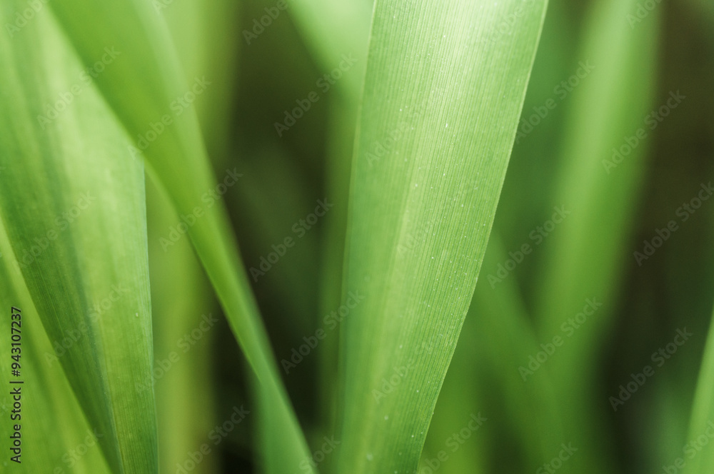 close up of green leaf close up of green leaf