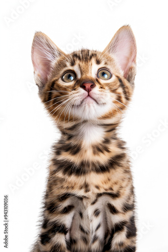 Bengal Cat Breed isolated on white background 