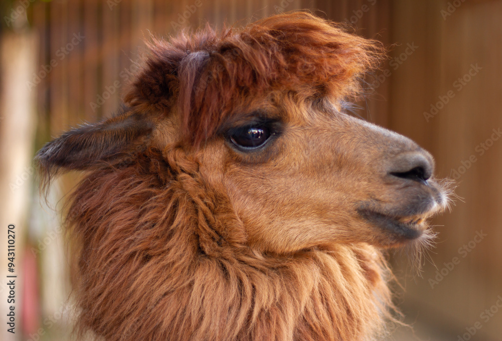 Fototapeta premium Alpaca (Lama pacos) head close up
