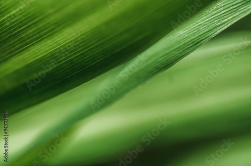 green leaf texture