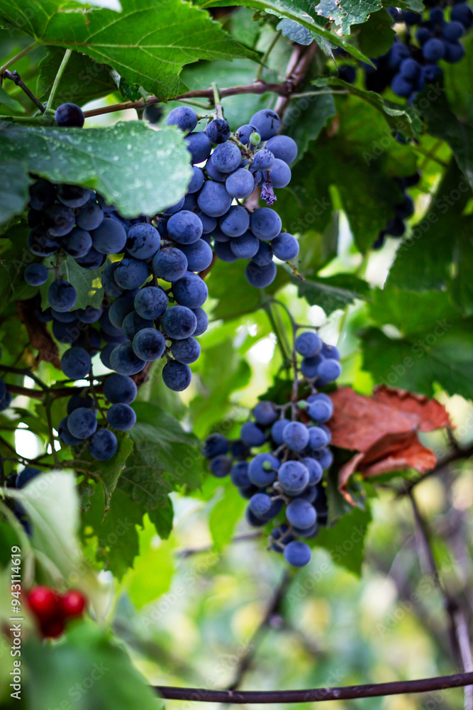 Color vertical photo, a bunch of purple grapes with small round berries, with leaves on a branch in sunlight on a vine background. Color vertical photo, a bunch of purple grapes with small round berries, with leaves on a branch in sunlight on a vine background.