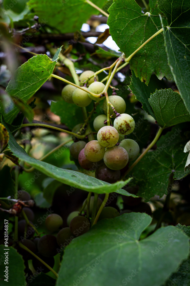 Color vertical photo, a bunch of purple grapes with small round berries, with leaves on a branch in sunlight on a vine background. Color vertical photo, a bunch of purple grapes with small round berries, with leaves on a branch in sunlight on a vine background.