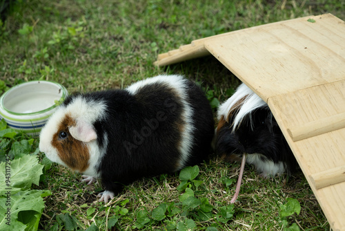 Meerschweinchen tier natur herde