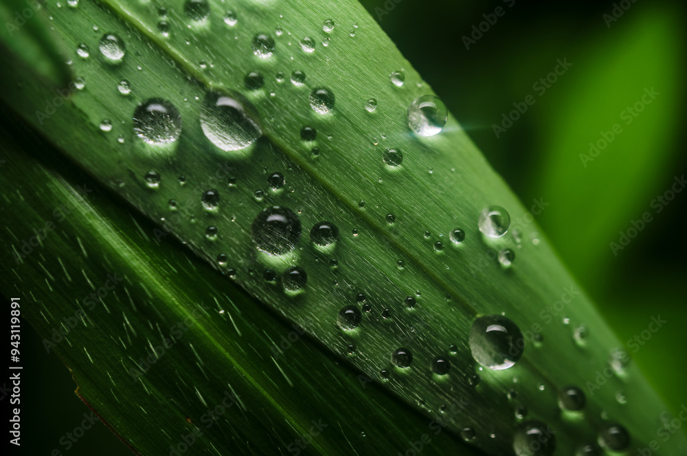 Macro shot of grass with water drops Macro shot of grass with water drops